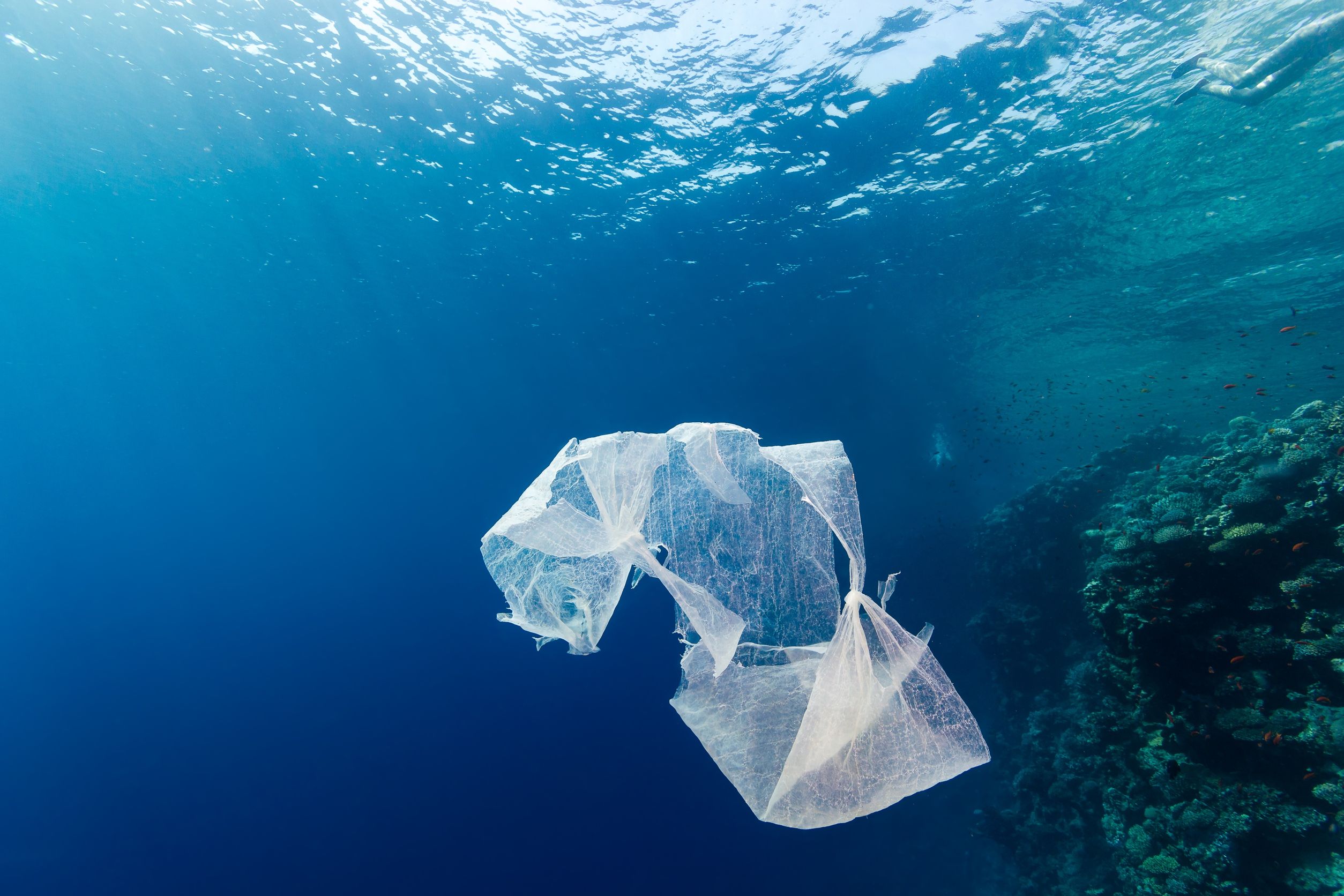 residuos plásticos en el mar,