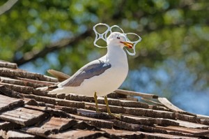 Gull Trapped In Plastic