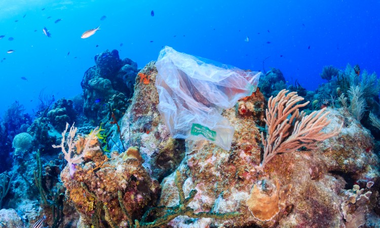 Plastic pollution:- a discarded plastic rubbish bag floats on a tropical coral reef presenting a hazard to marine life